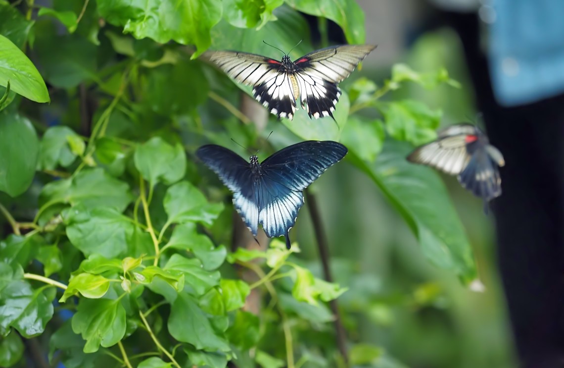 asianswallowtails