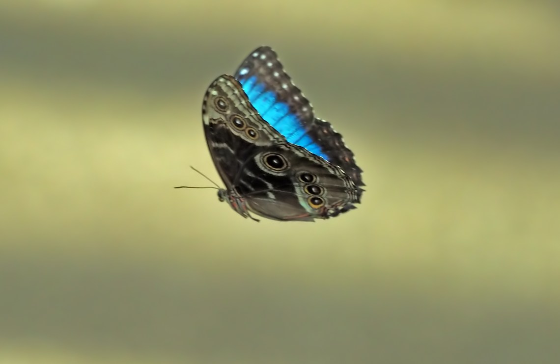 BlueMorpho