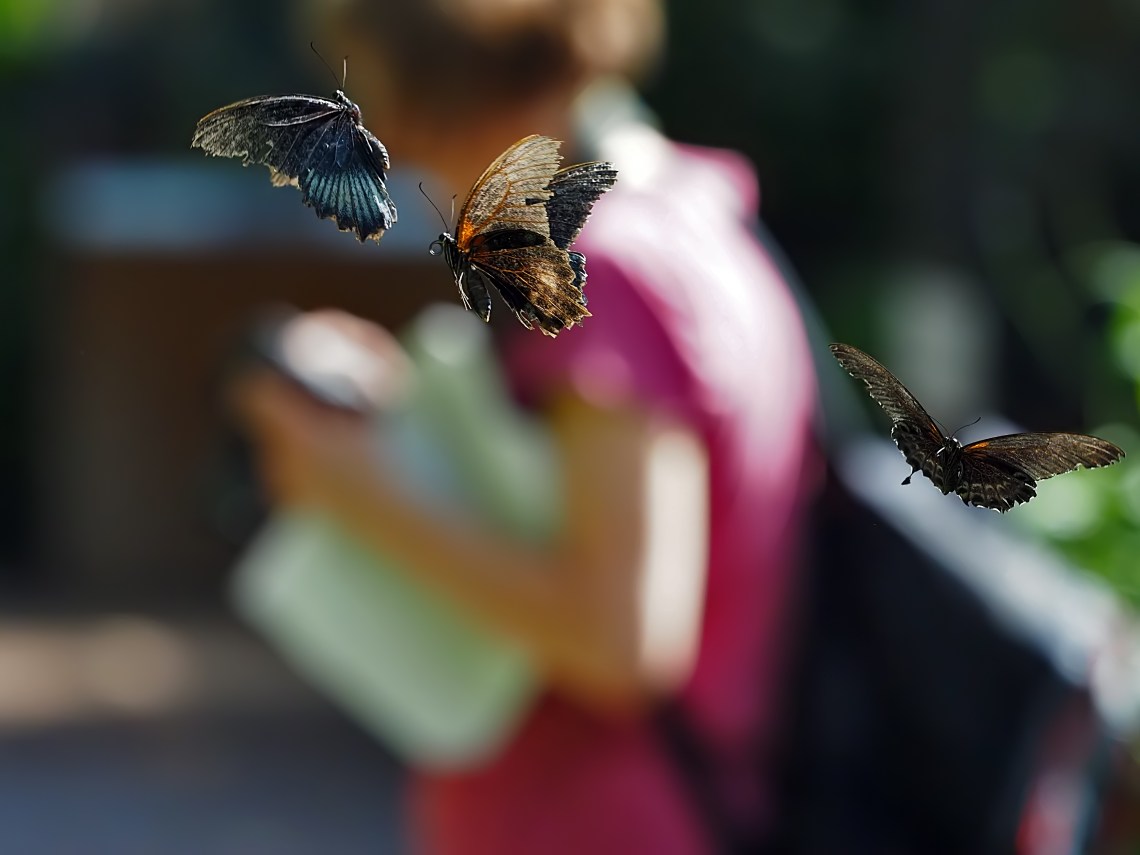 RumanzoviaSwallowtailsPhotographer