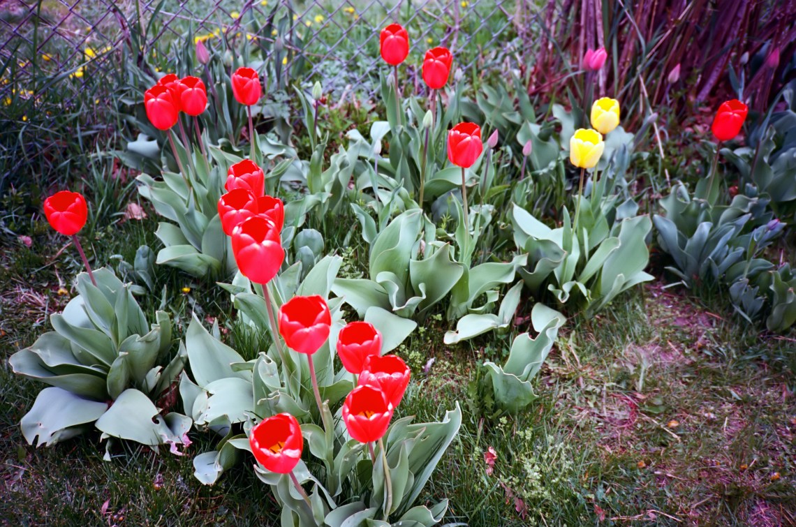 tulipsXA
