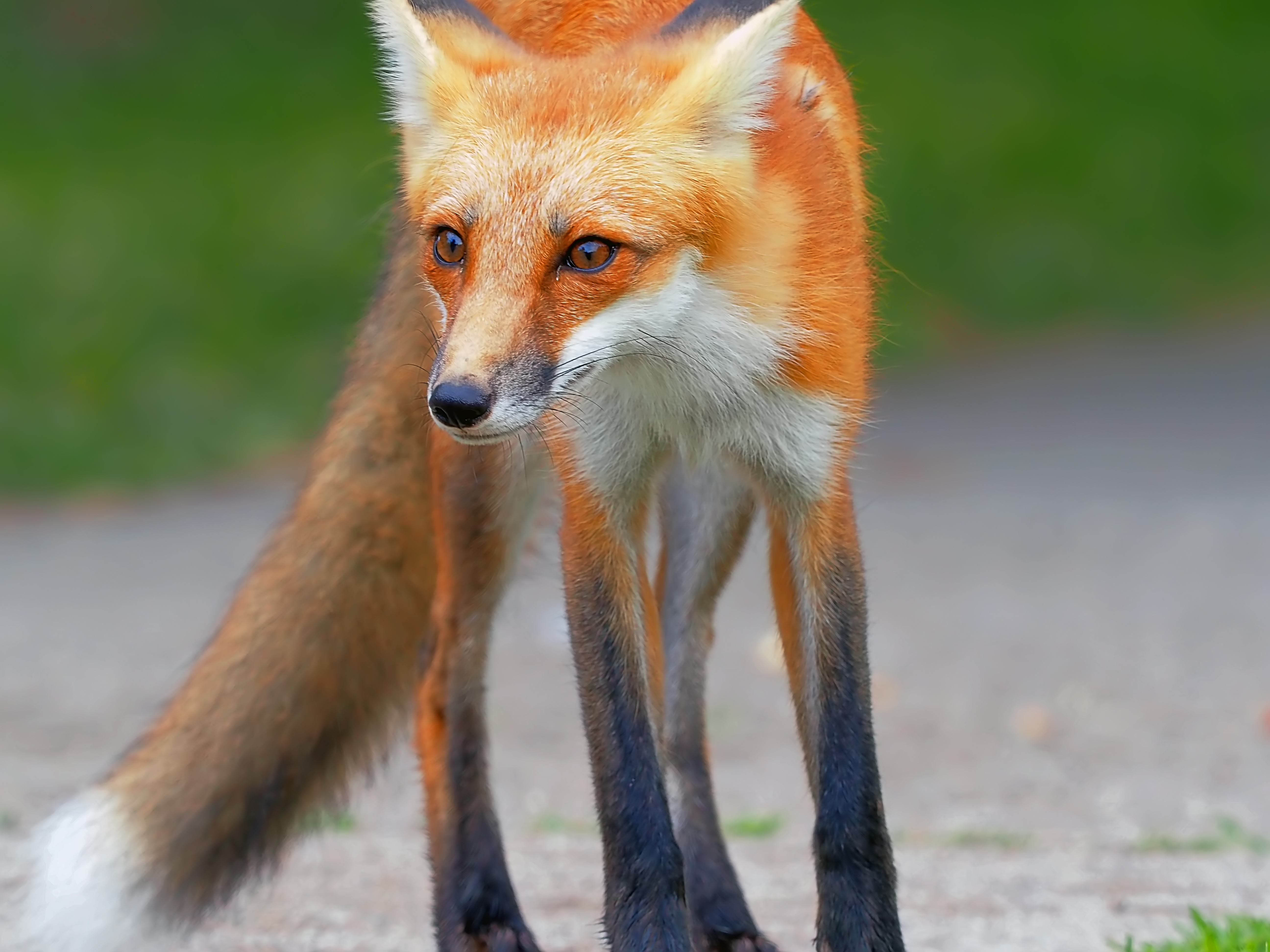 CityFox