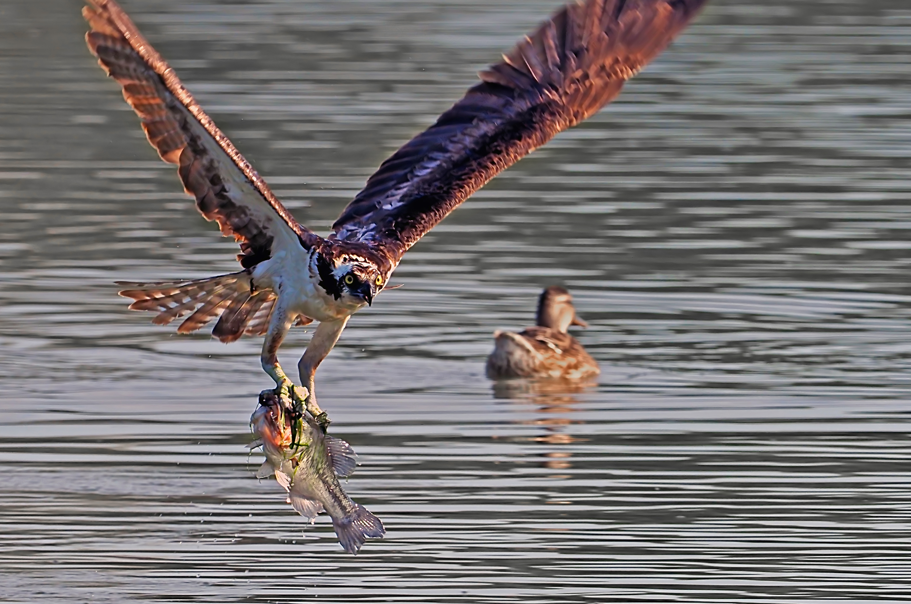 Osprey3
