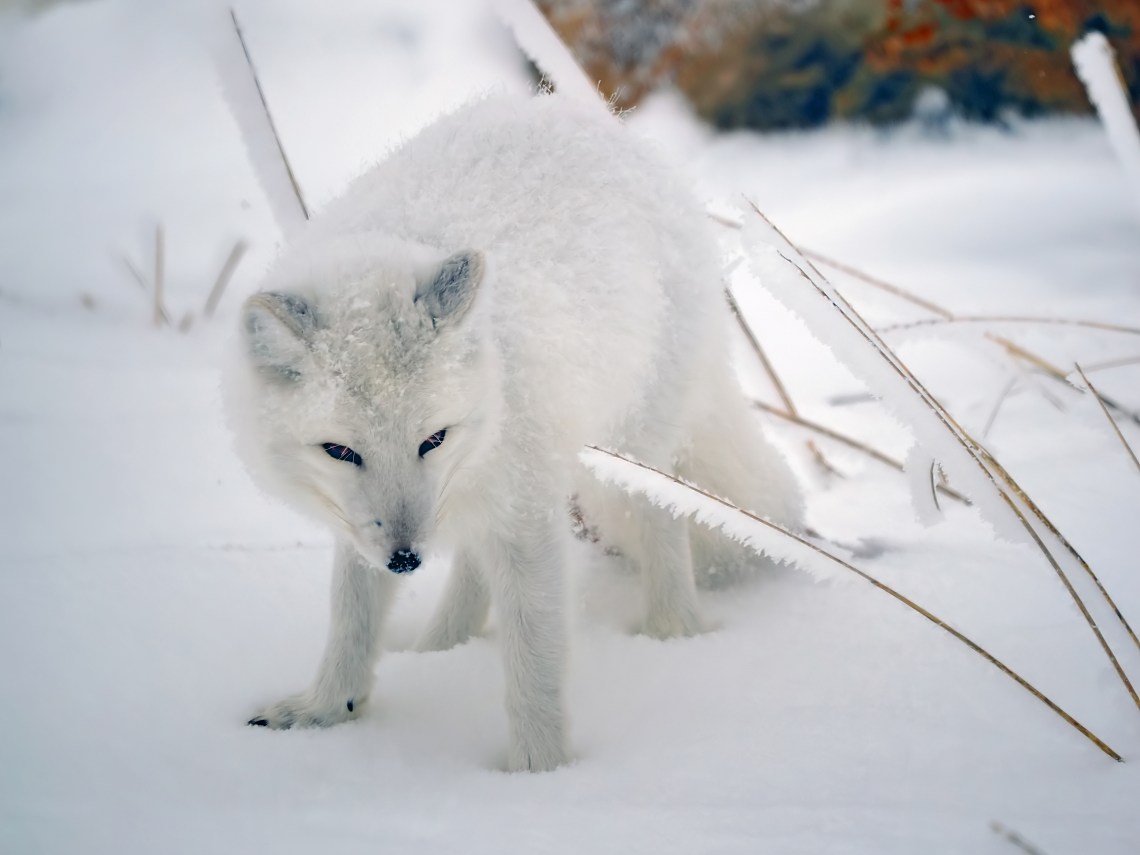 A11ArcticFox1