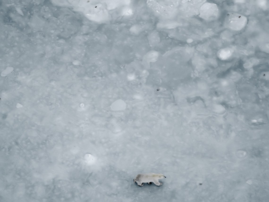 a4LoneBearfromHelicopter