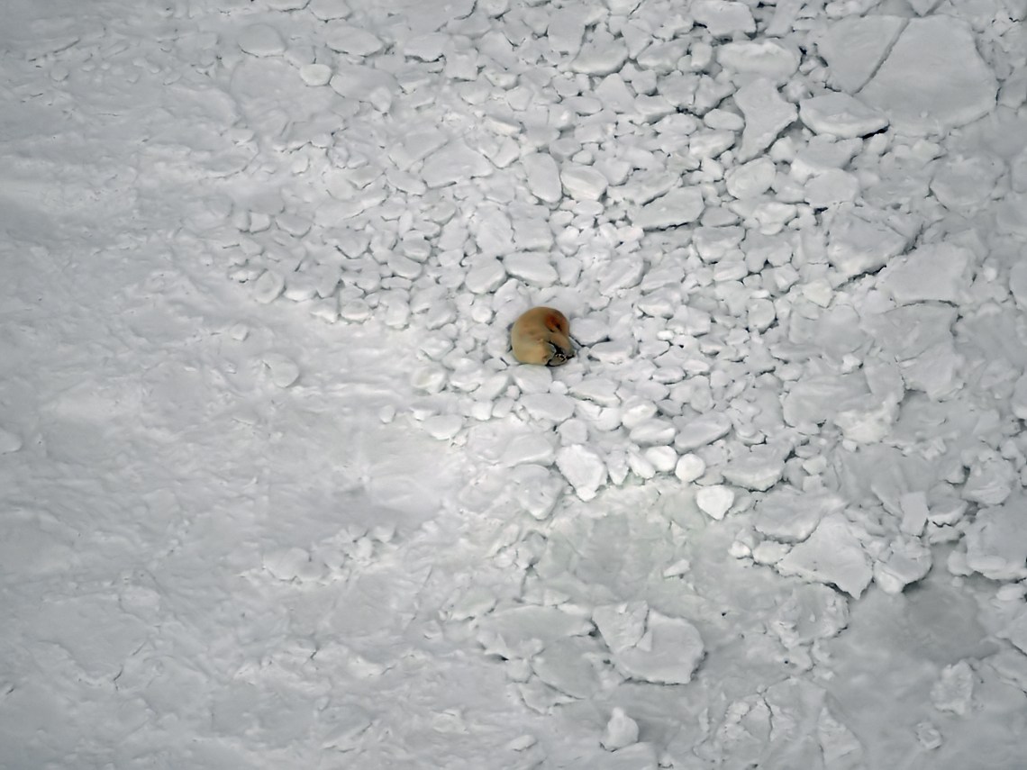 a5WFBearonIceHelicopter