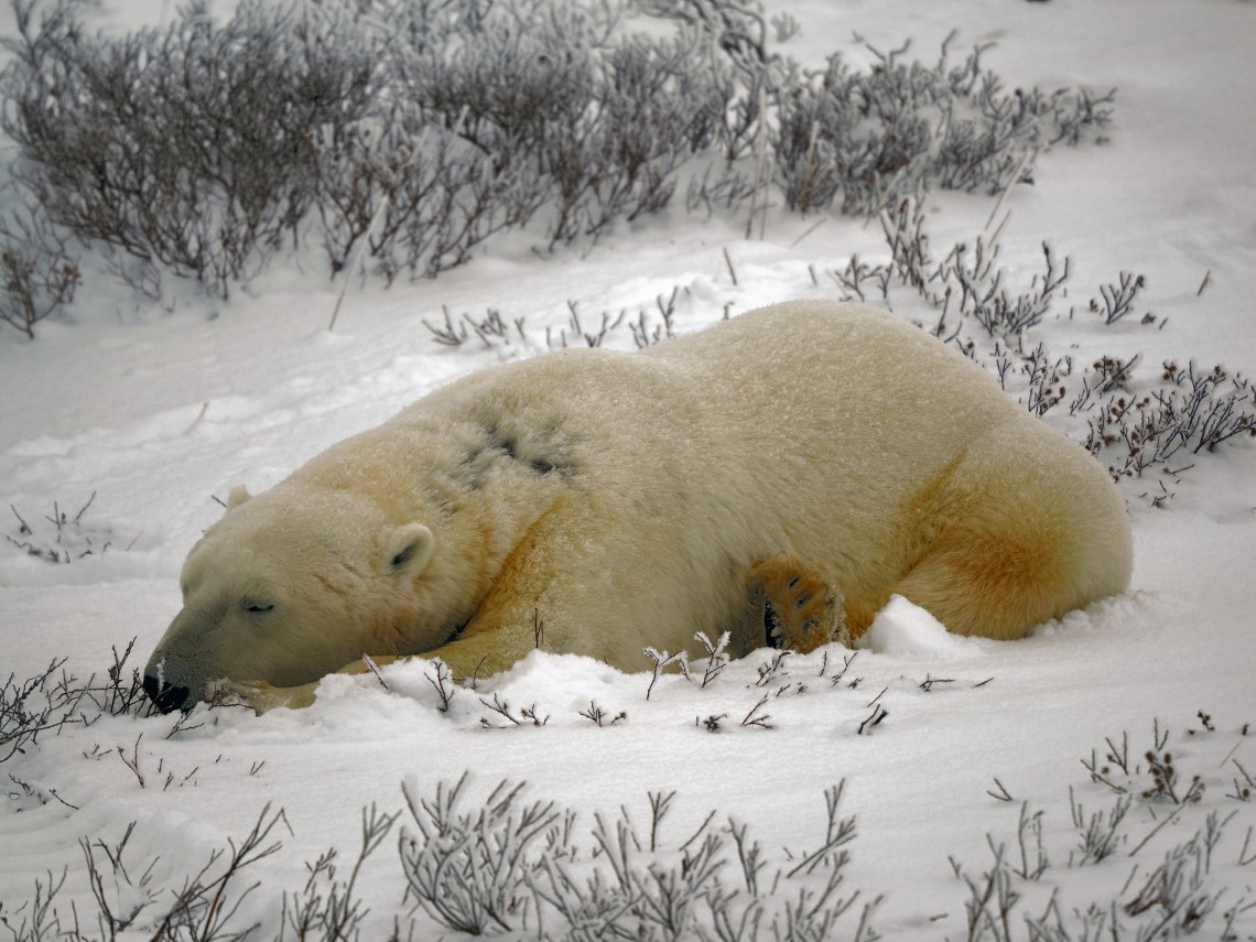 B1PolarBearWednesday1