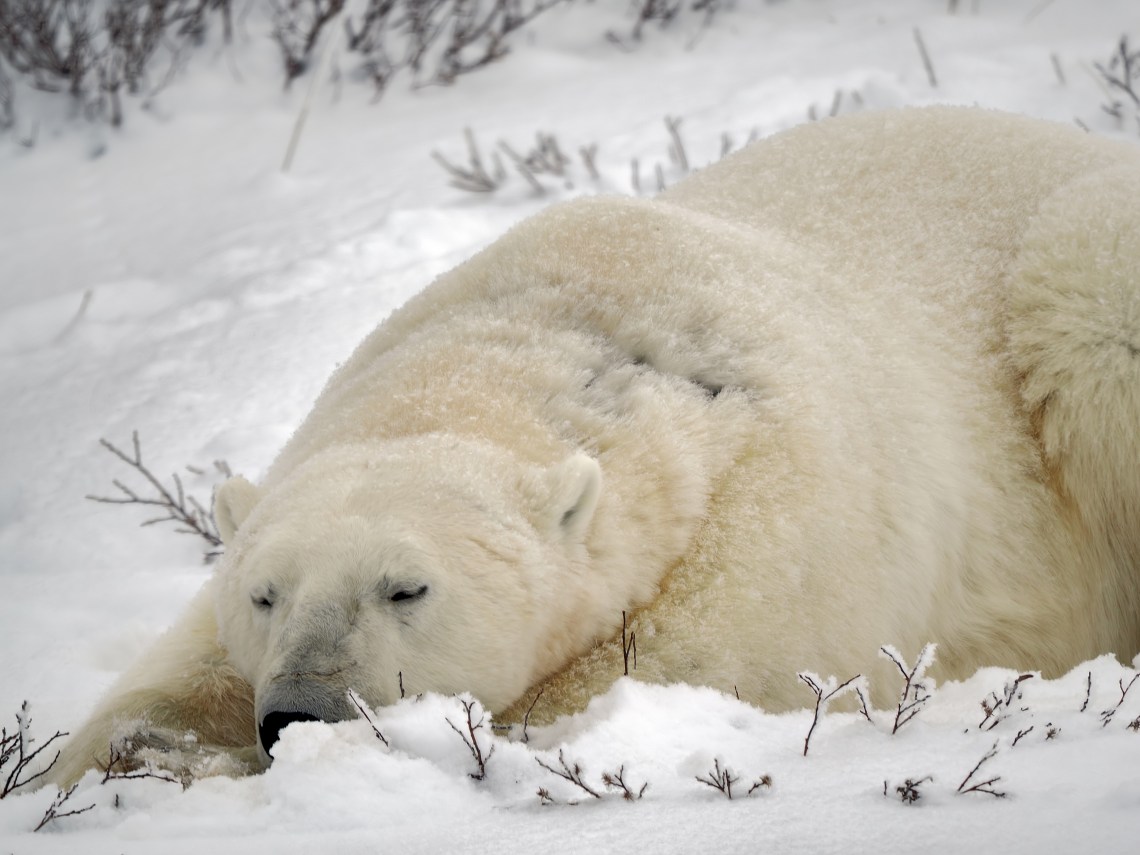 Extreme closeup.Zuiko 150-400mm f/4.5 Pro @ 450mm f/5.6 OM-1  ISO800 1/2000s