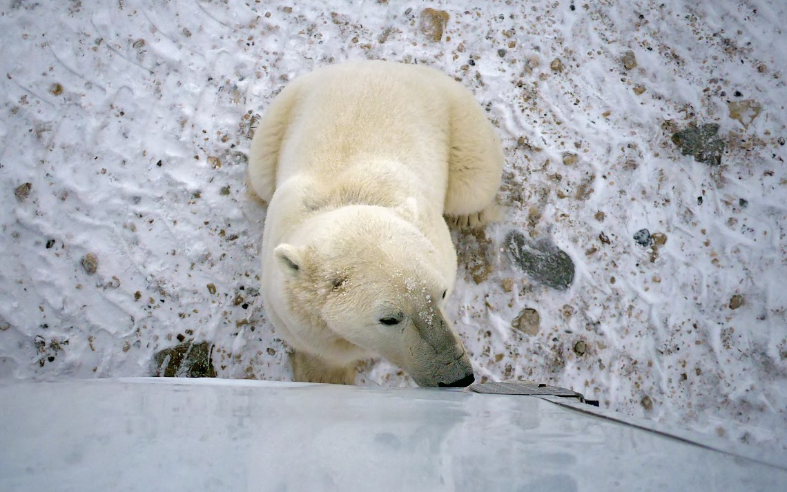 b9BearPeeringUpBuggy