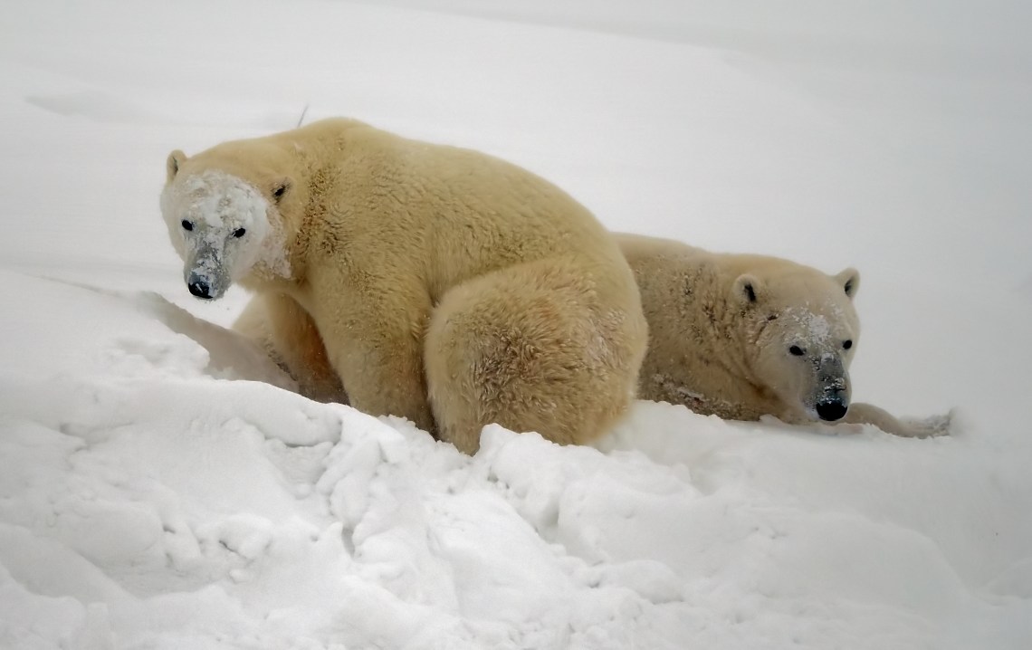 c1TwoClownswithPieFaces