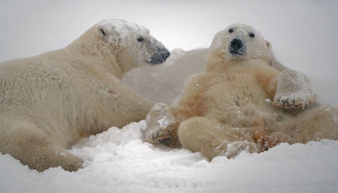.... all tired out after a a bout of sparring.