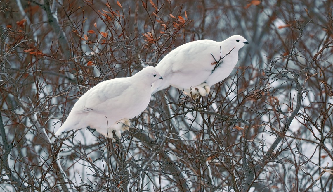 c8PtarmigansCrop