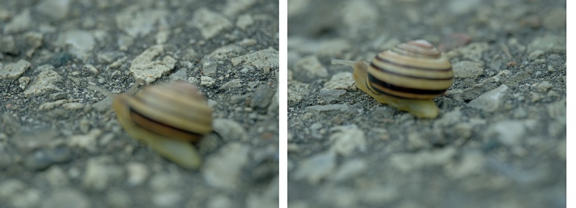 Snailcomparo