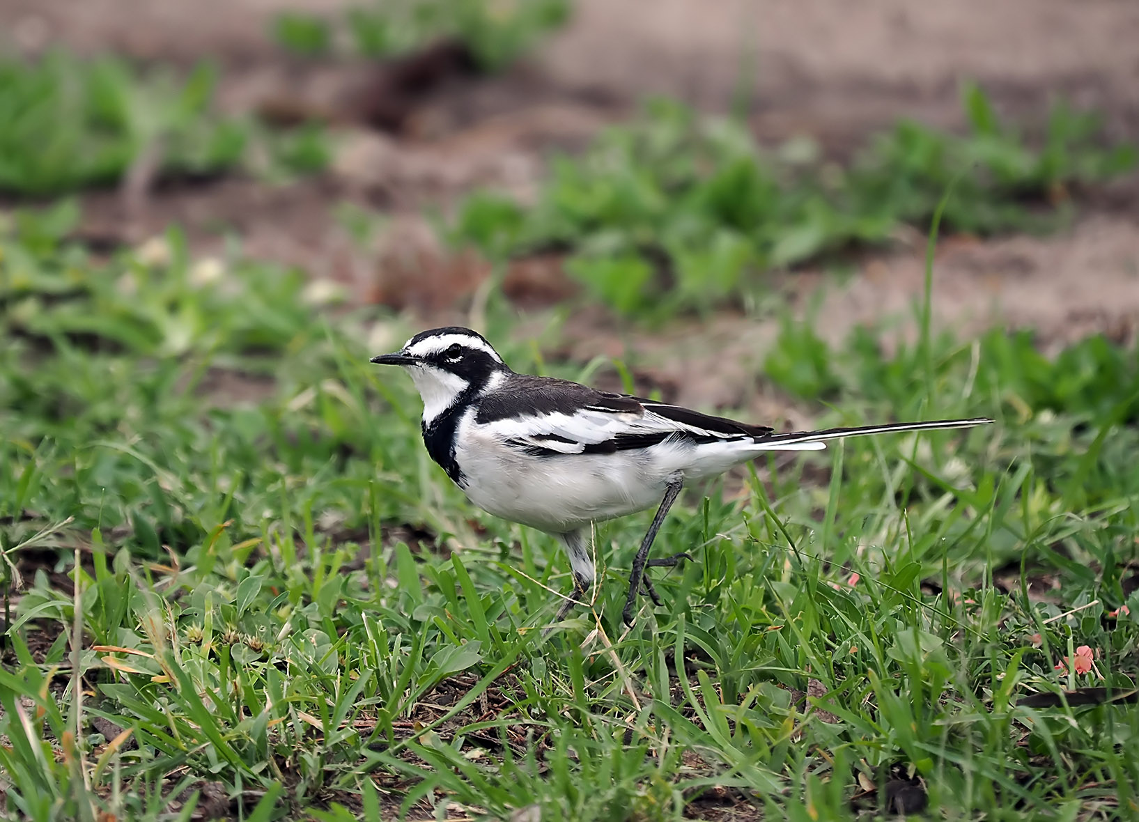 AfricanPiedWagtail2(small)