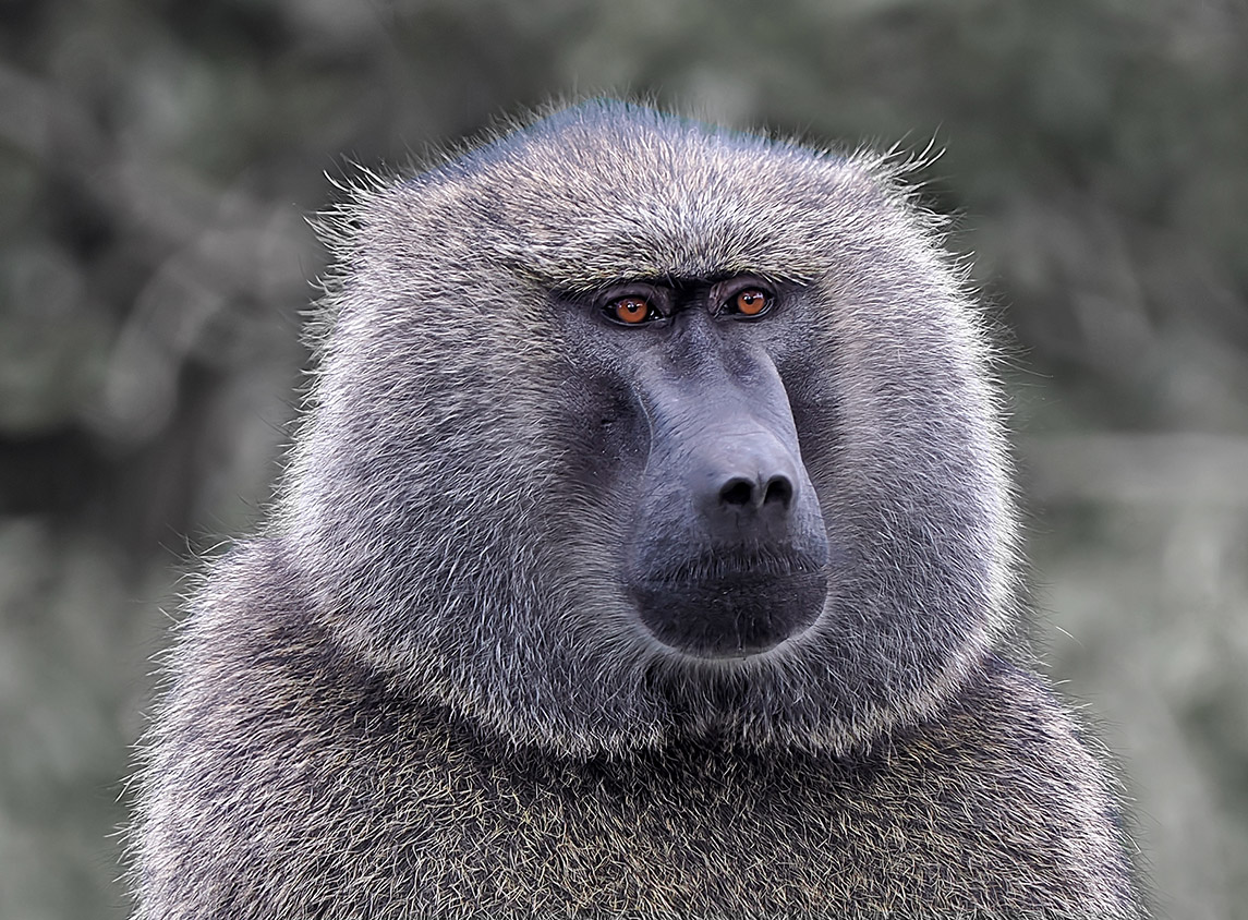 BaboonPortrait(small)