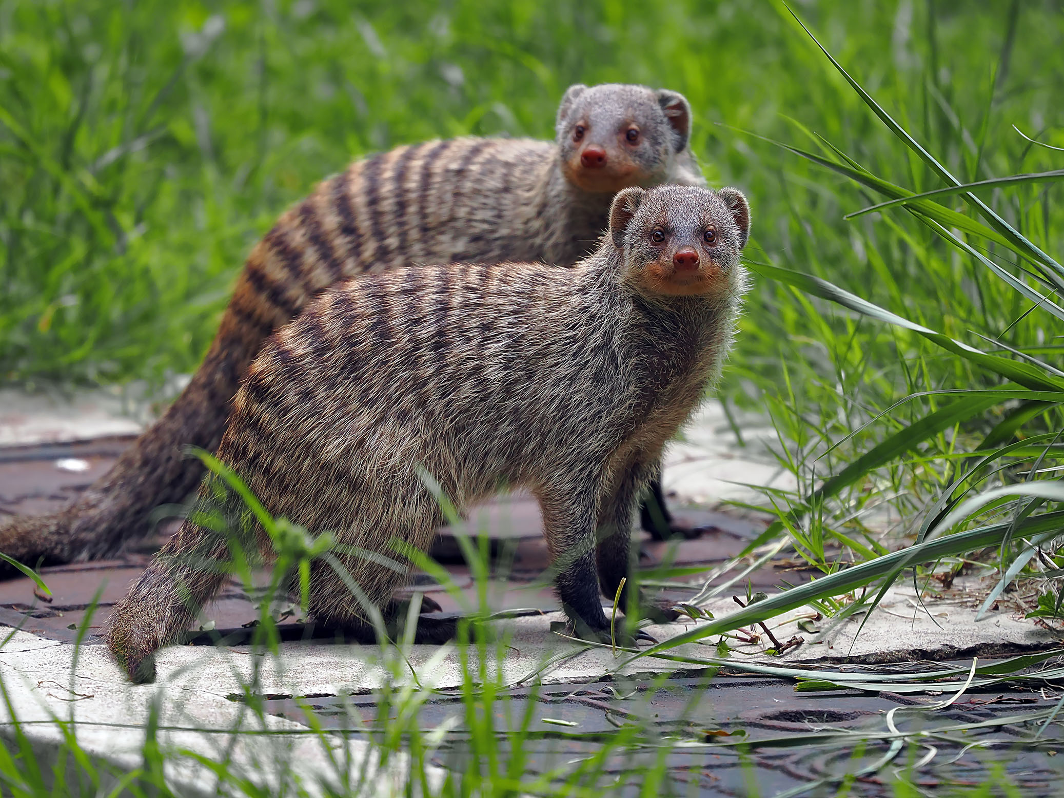 BandedMongoose(small)