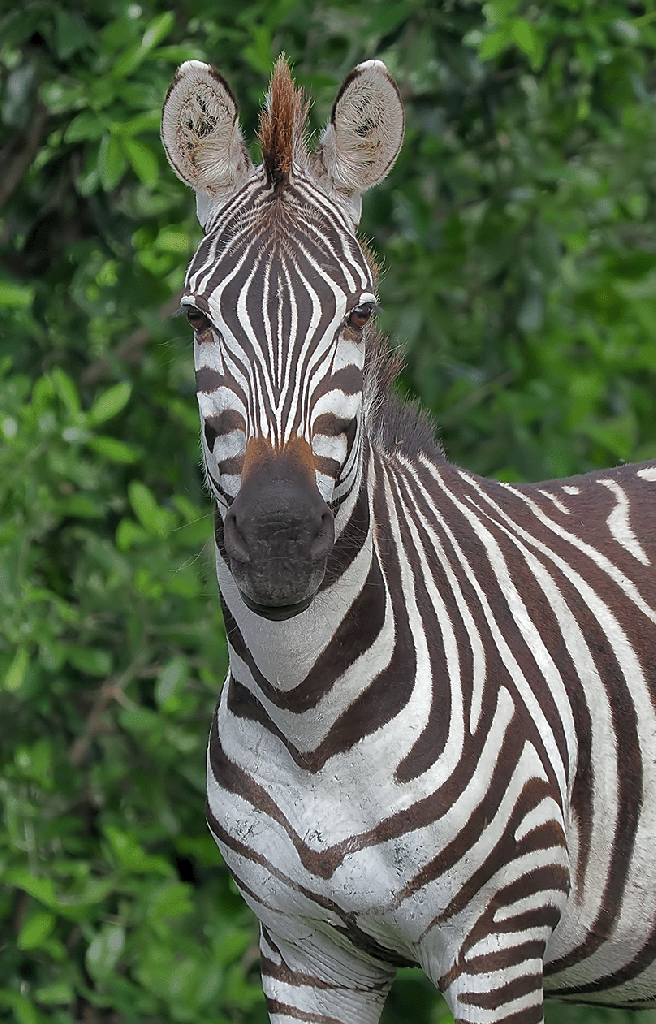 Jim Chung's Ramblings Micro 4/3rds, astrophotography, telescope