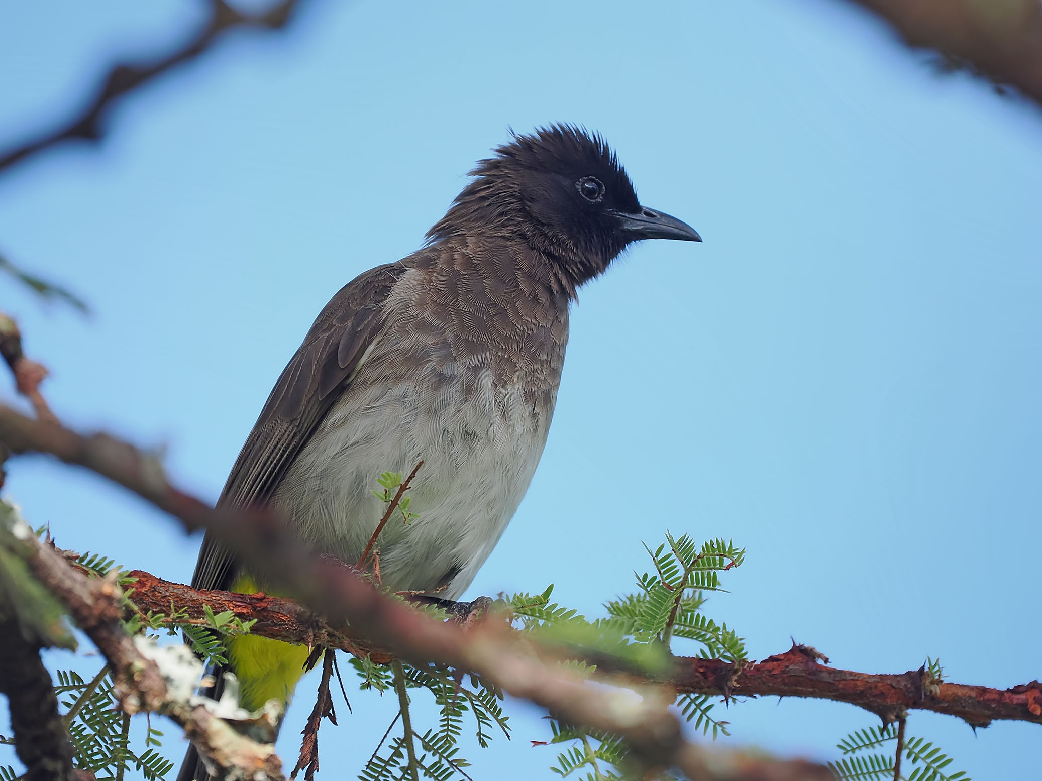 DarkCappedfBulbul(small)