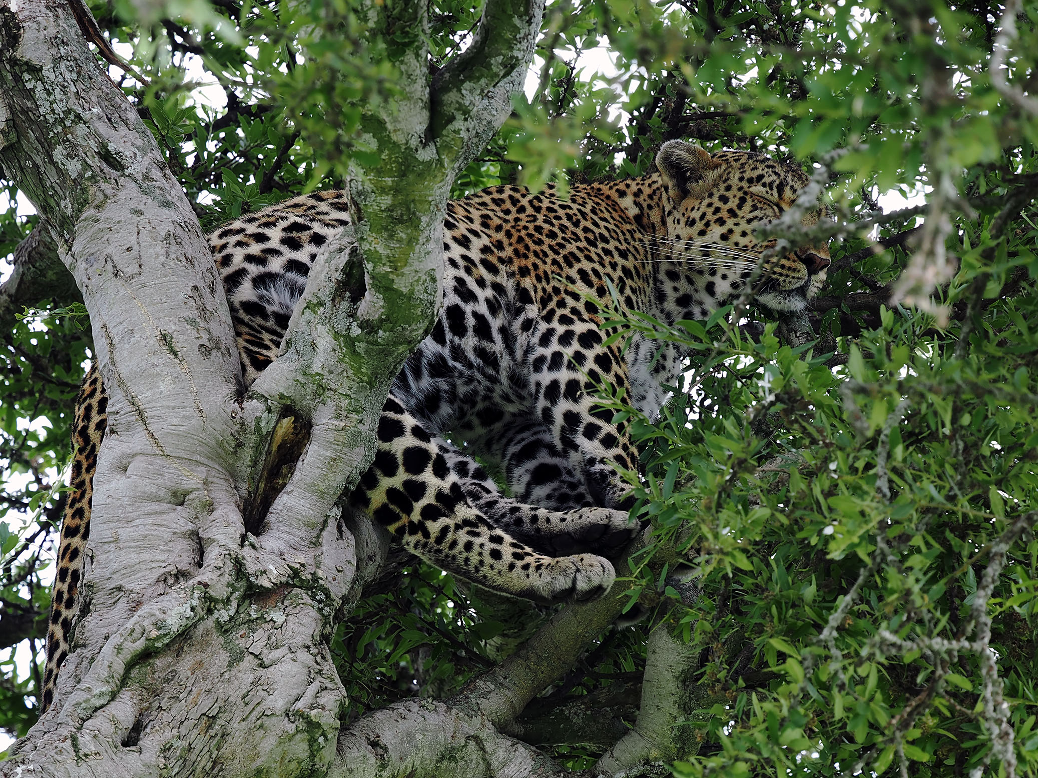 Leopardsleeping1(small)