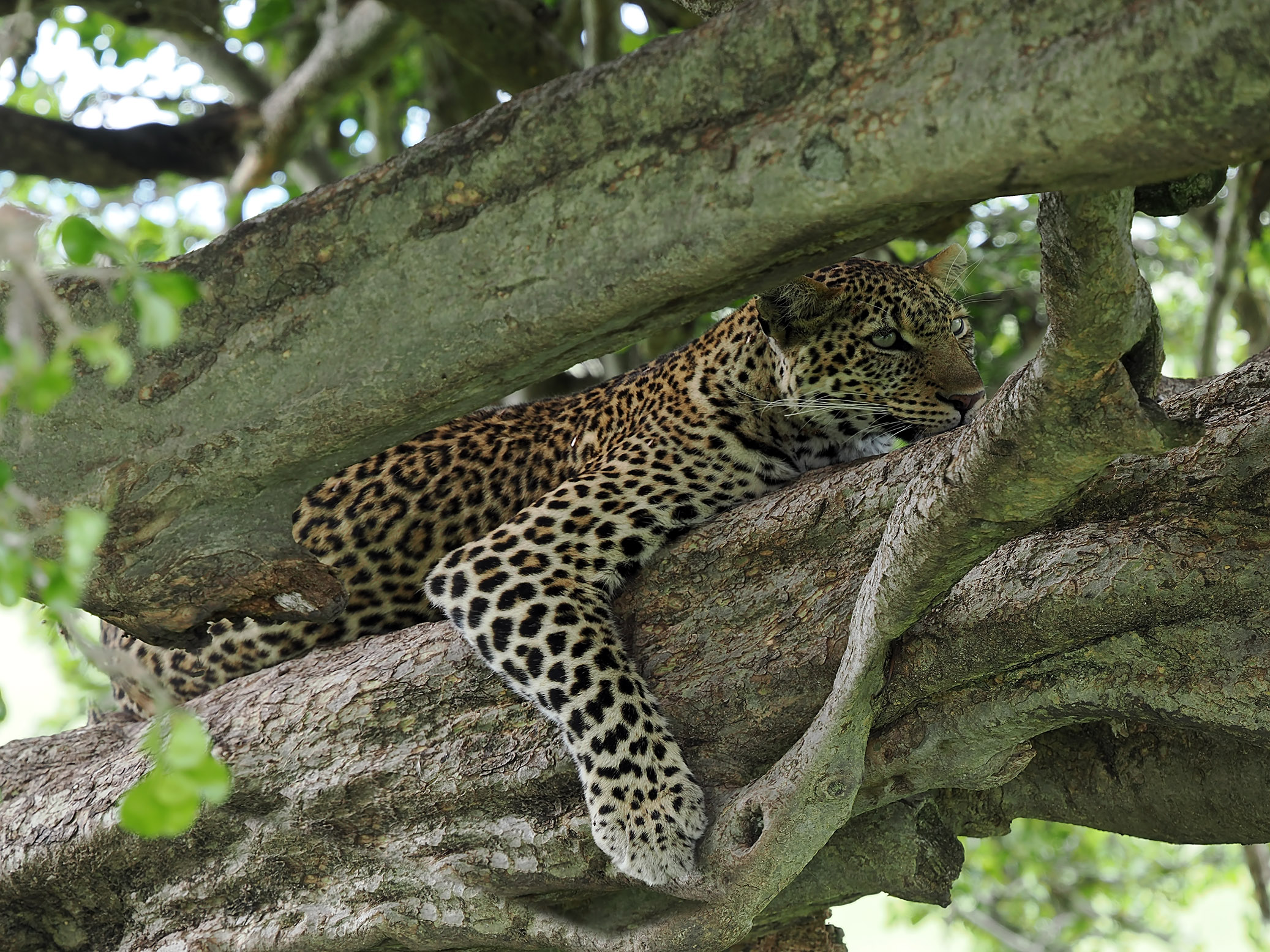 leopardsleeping2(small)