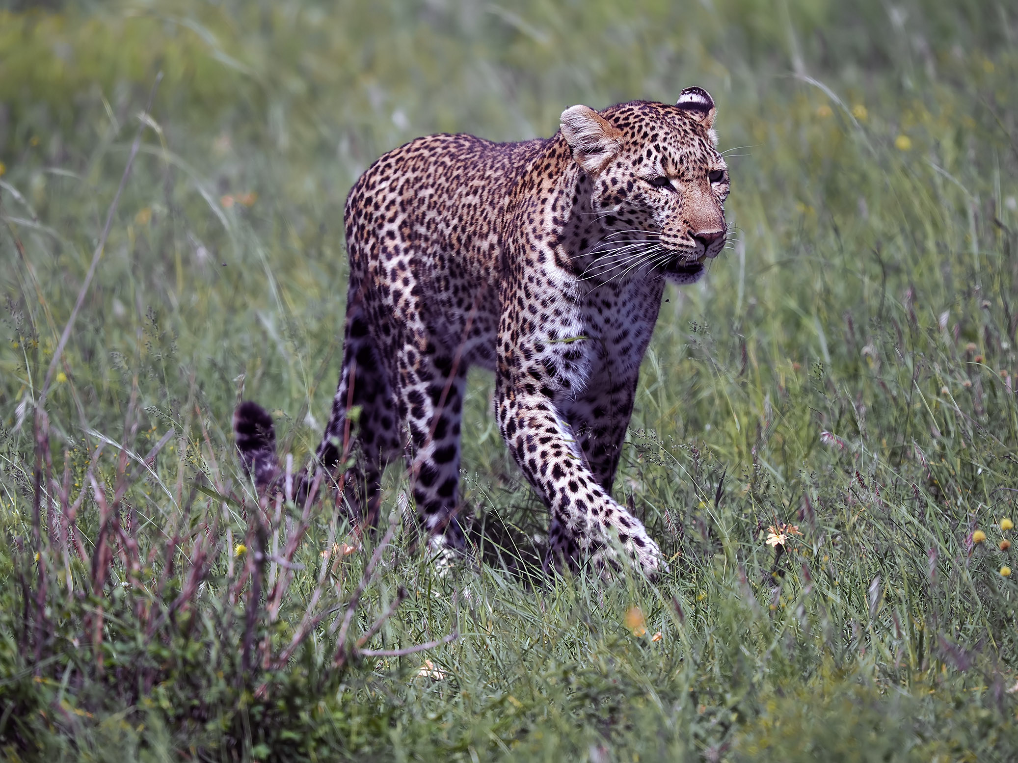 LeopardWalkingTowardsYou(small)