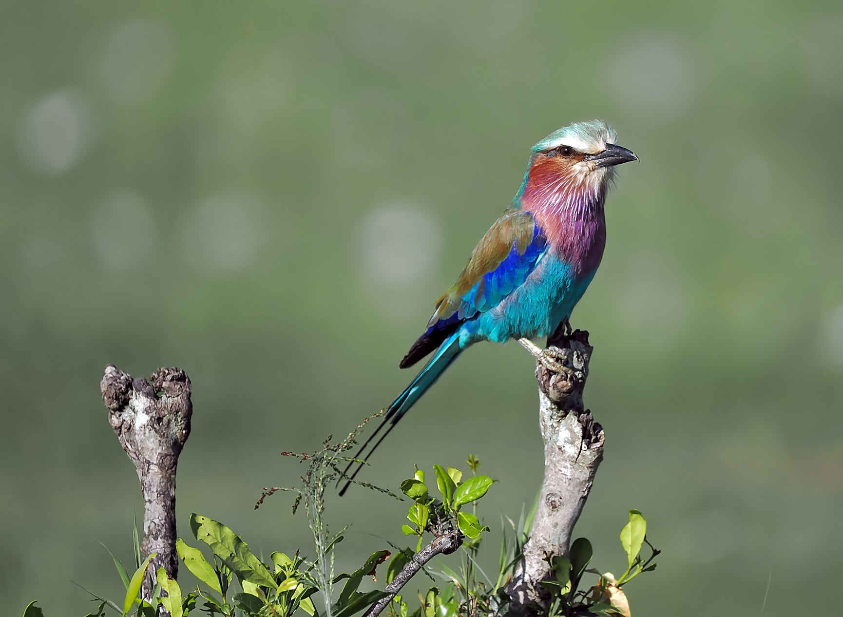 LilacBreastedRoller(small)