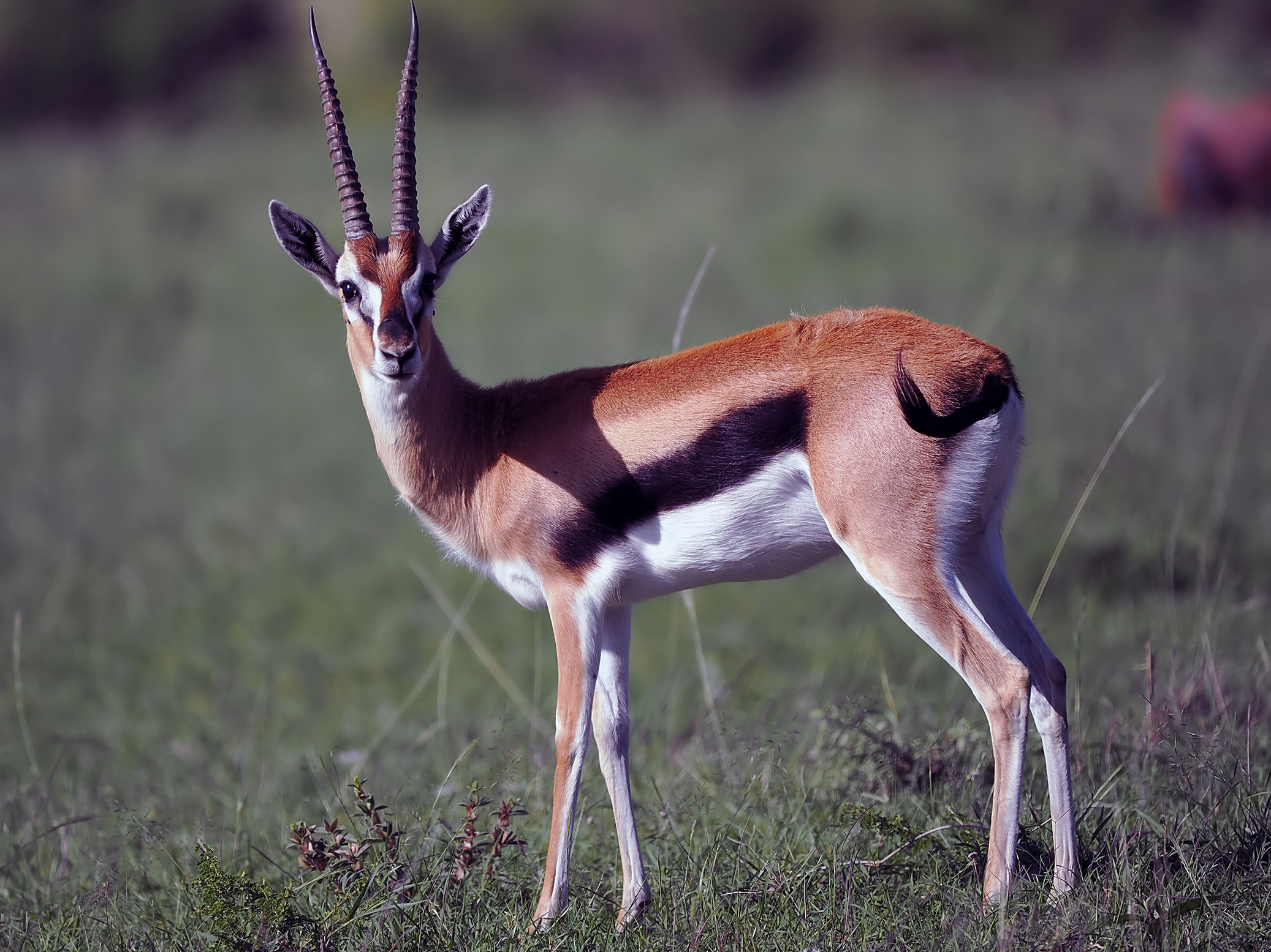 MaleThomsonsGazelle(small)