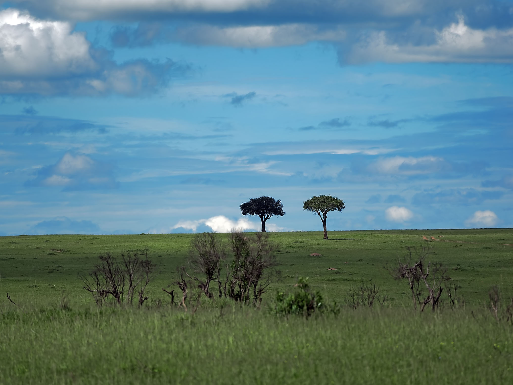 MasaiMara(small)