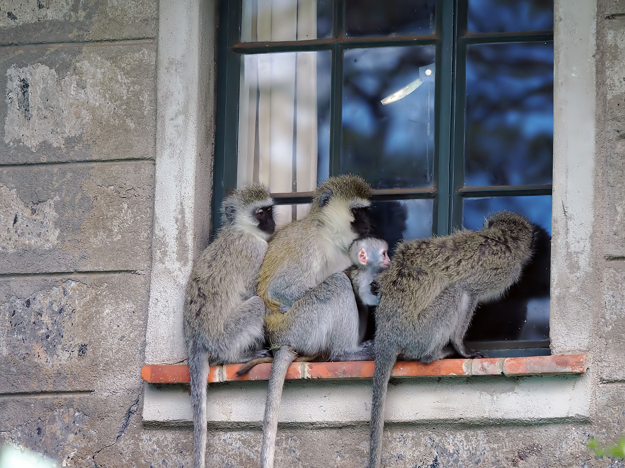 MonkeysintheWindow(small)