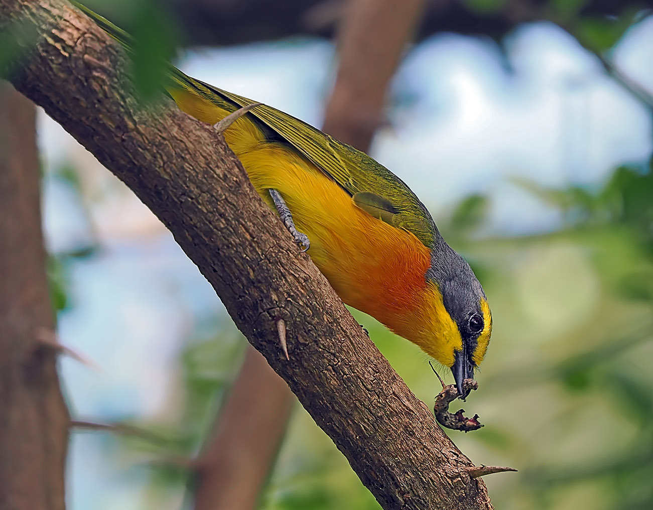 OrangeBreastedBushShrike(small)